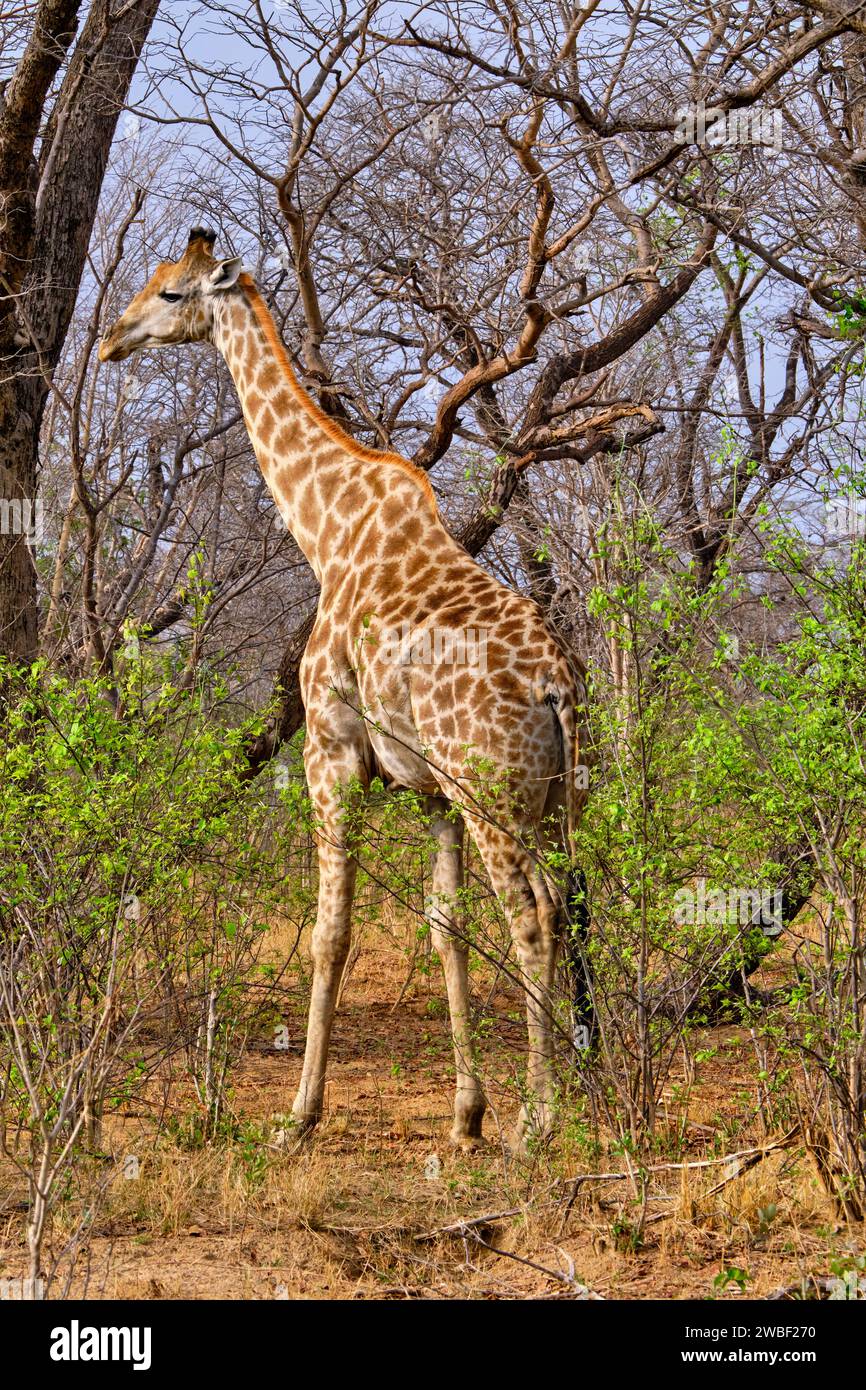 Zimbabwe, Matabeleland Nord, province, Parc national de Hwange, girafe (Giraffa camelopardalis) Banque D'Images