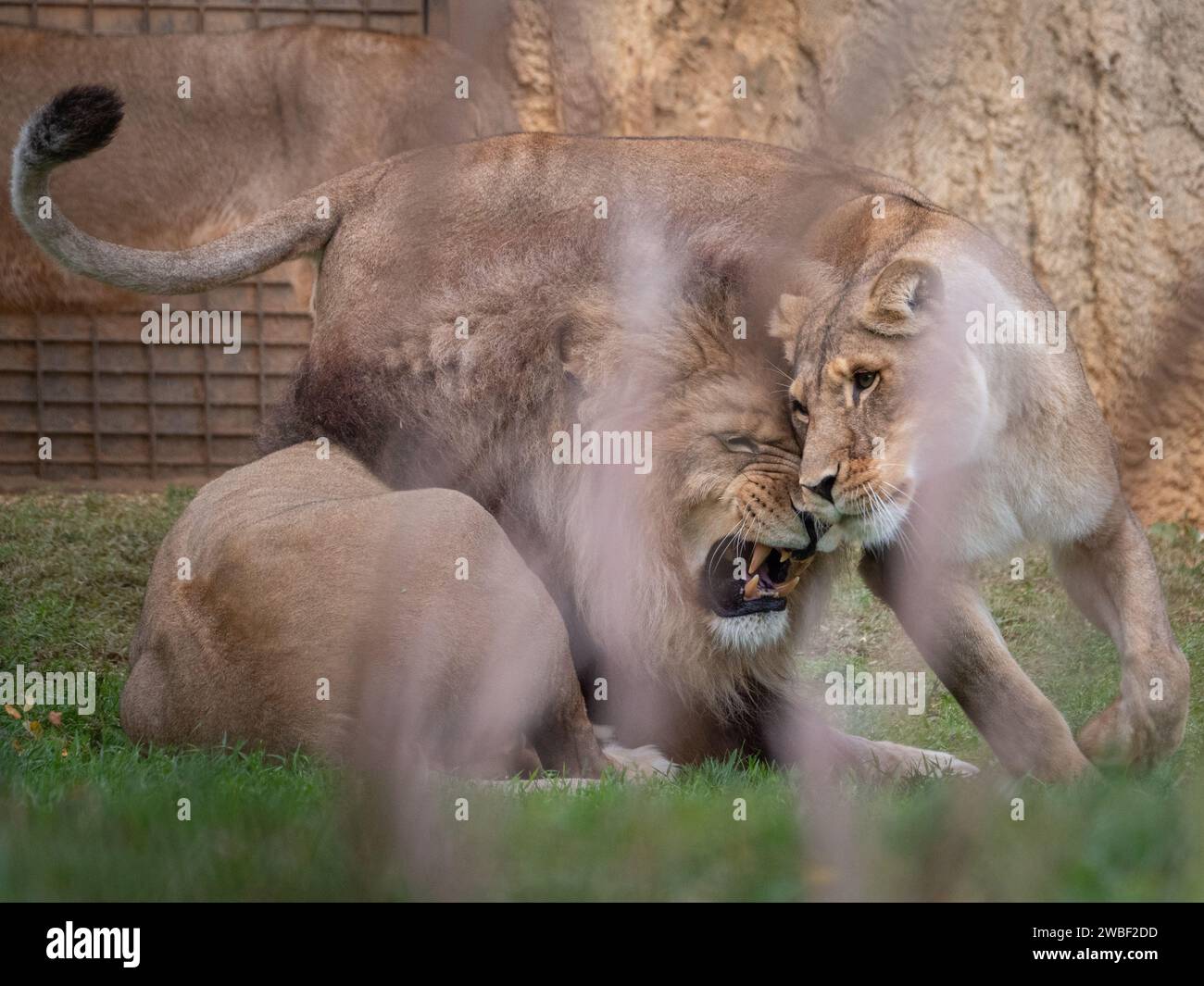 Deux lions africains adultes interagissant de manière ludique dans un enclos animalier d'un zoo Banque D'Images