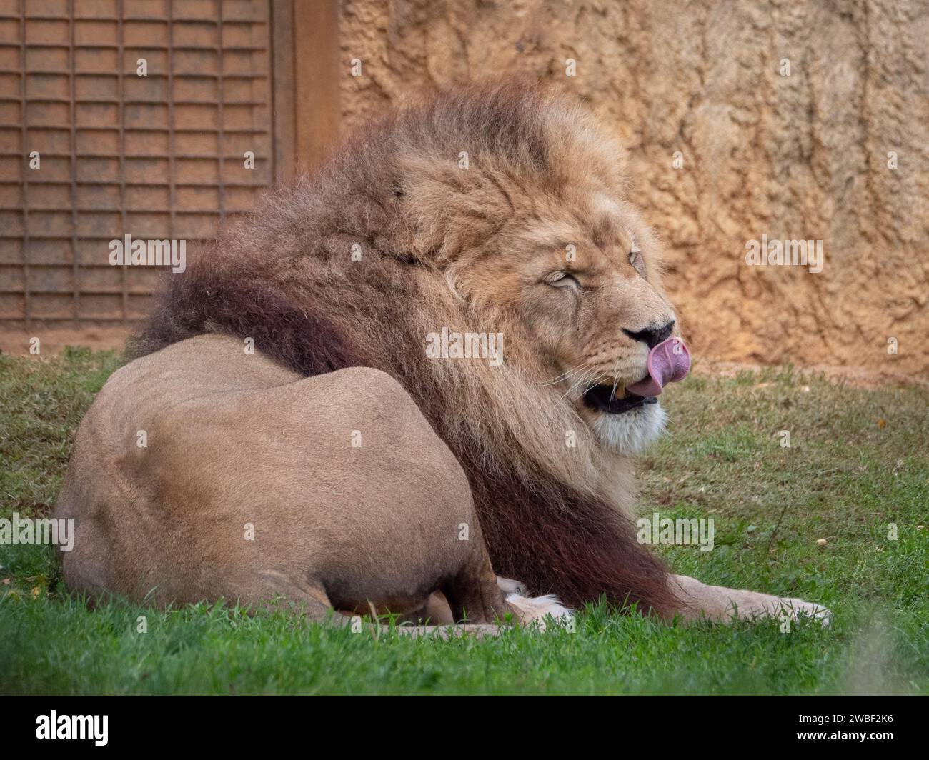 Un lion majestueux se prélassant dans son habitat de zoo avec sa langue sortie, se prélasser au soleil Banque D'Images