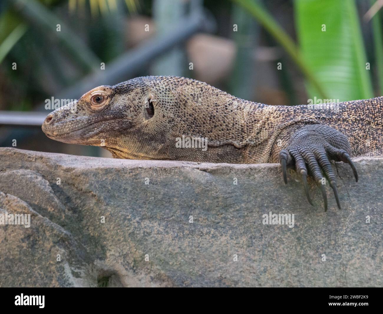 Un lézard moniteur perché au sommet d'un grand rocher déchiqueté, surveillant ses environs avec ses yeux vifs Banque D'Images