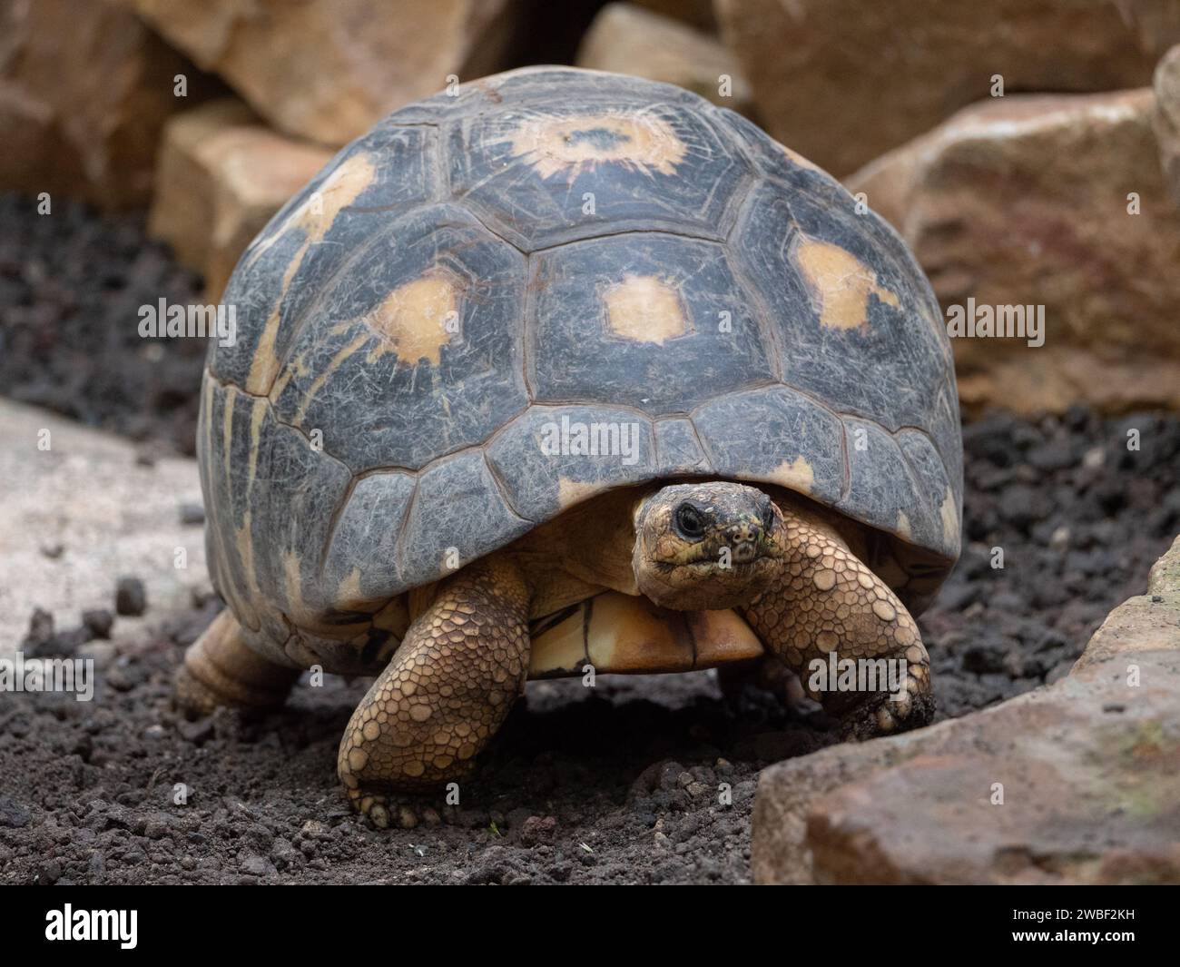 Un gros plan d'une petite tortue brune dans un champ herbeux, sa tête piquant hors de sa carapace Banque D'Images