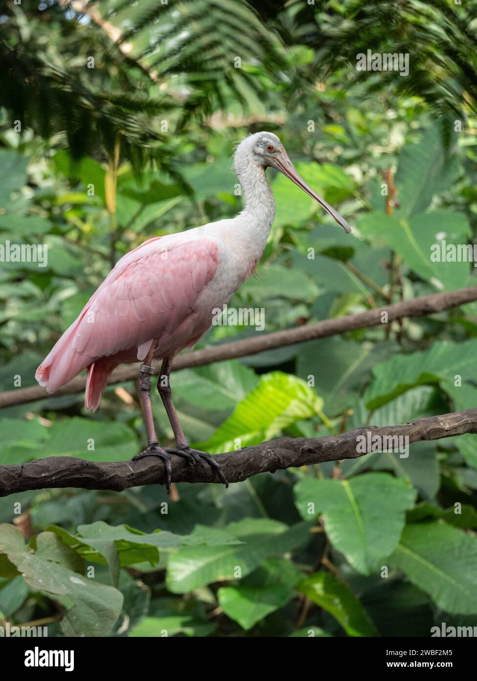 Un oiseau paisible perché au sommet d'une branche d'arbre entourée d'un feuillage vert luxuriant Banque D'Images