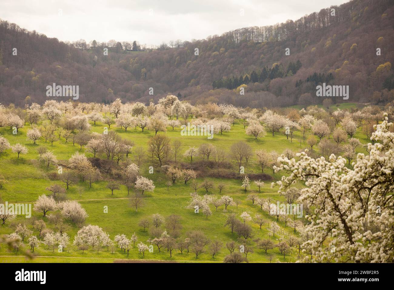 Prairie de verger près de Weilheim an der Teck, Souabe Alb. Fleurs de cerisier, fleurs de pommier et fleurs de poire en toute splendeur Banque D'Images