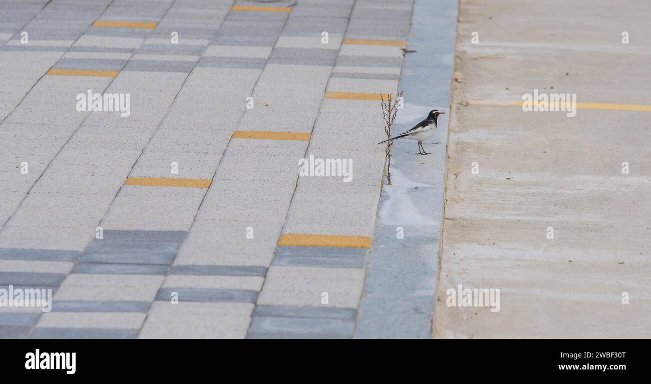 Wagtail japonais, commun au Japon, Corée, Taiwan, Chine orientale, et l'est de la Russie, debout sur le trottoir du parking dans le parc public Banque D'Images