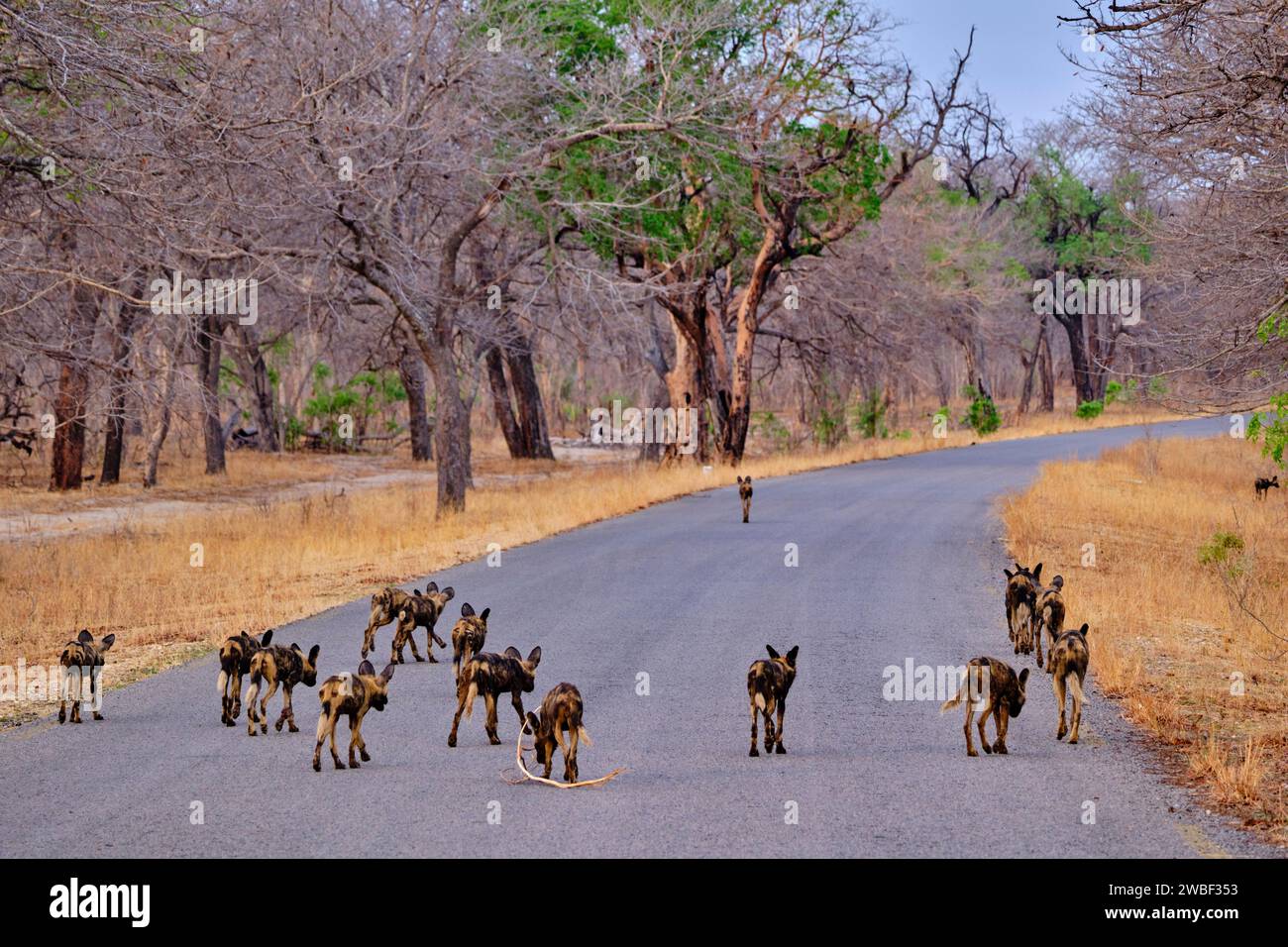 Zimbabwe, Matabeleland Nord, province, Parc national de Hwange, chien peint (Lycaon pictus) Banque D'Images
