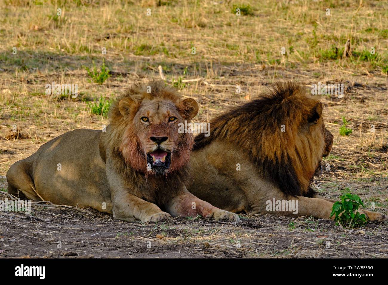 Zimbabwe, Matabeleland Nord, province, Parc national de Hwange, lion (Panthera leo) Banque D'Images