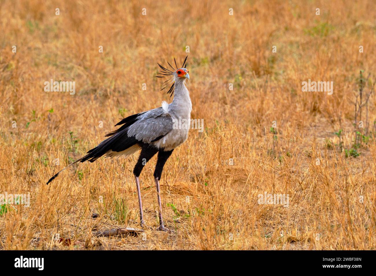 Zimbabwe, Matabeleland Nord, province, parc national de Hwange, oiseau secrétaire (Sagittarius serpentarius) Banque D'Images