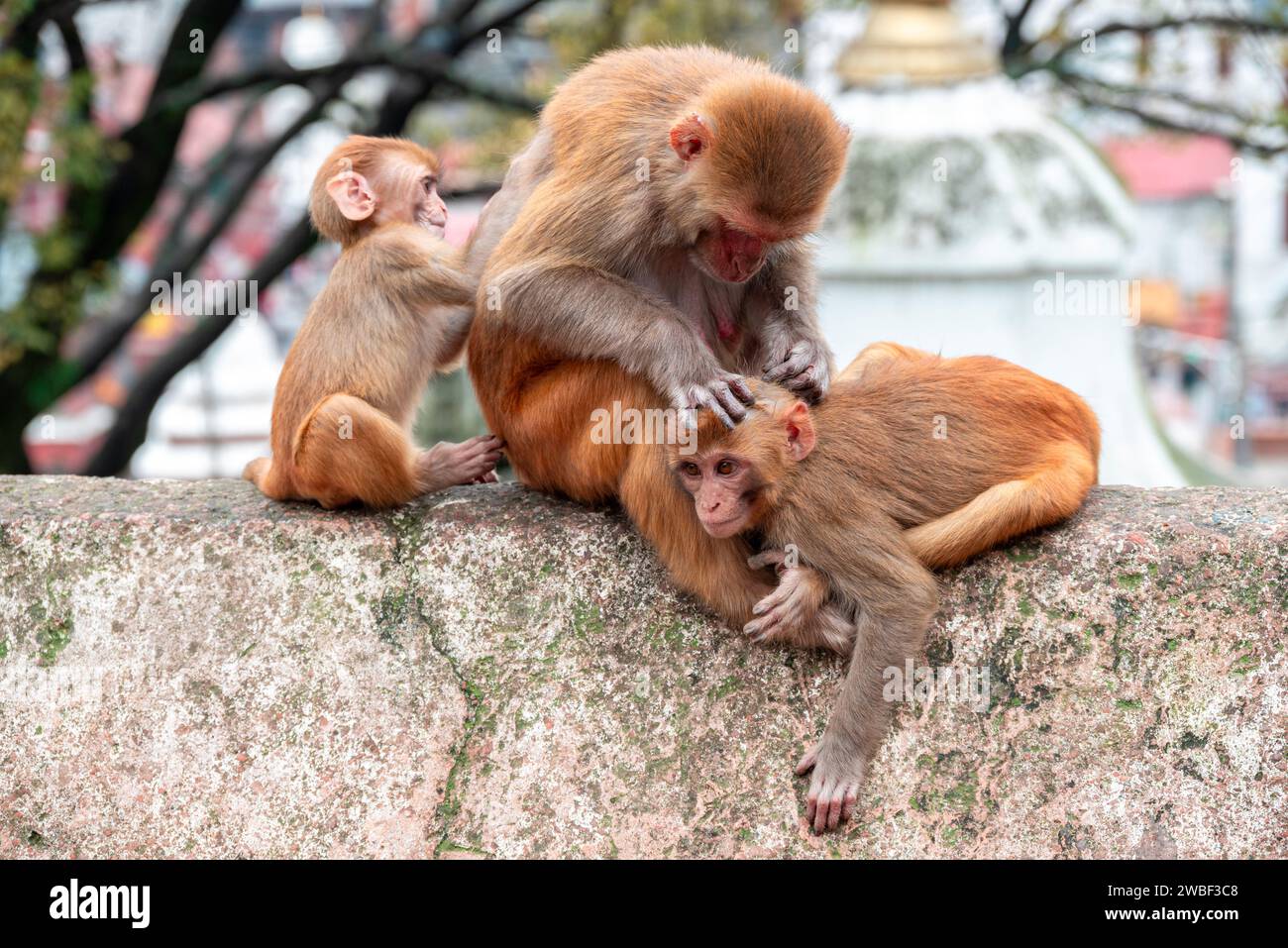 Les singes ferment le temple Pashupatinath près de la rivière Bagmati qui coule à travers la vallée de Katmandou au Népal. Les hindous sont incinérés sur les rives de la rivière Banque D'Images