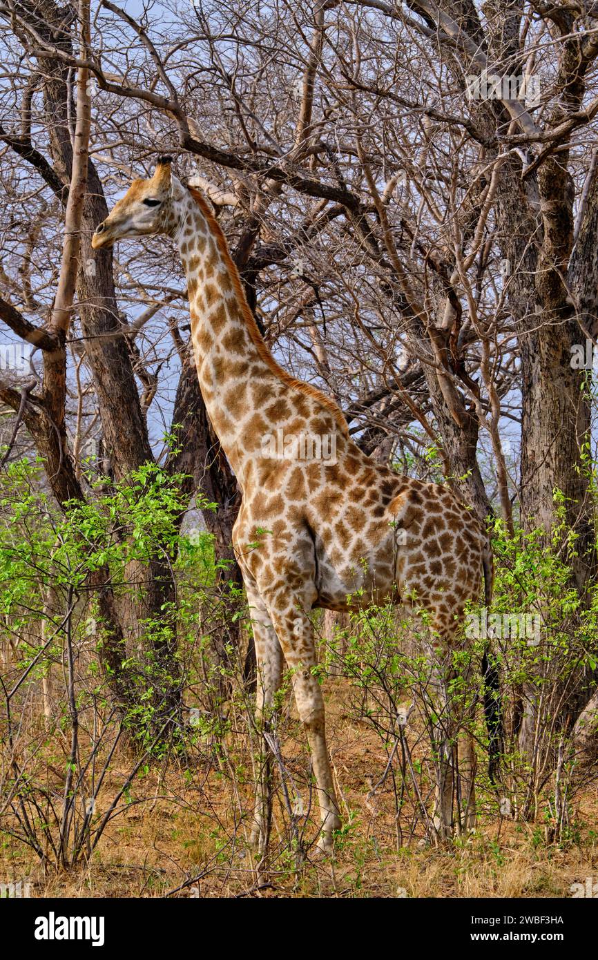 Zimbabwe, Matabeleland Nord, province, Parc national de Hwange, girafe (Giraffa camelopardalis) Banque D'Images