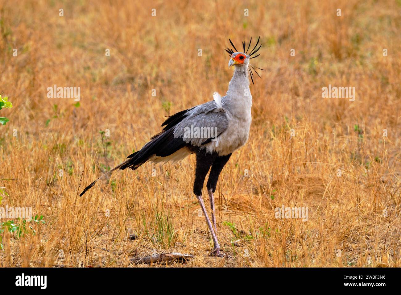 Zimbabwe, Matabeleland Nord, province, parc national de Hwange, oiseau secrétaire (Sagittarius serpentarius) Banque D'Images