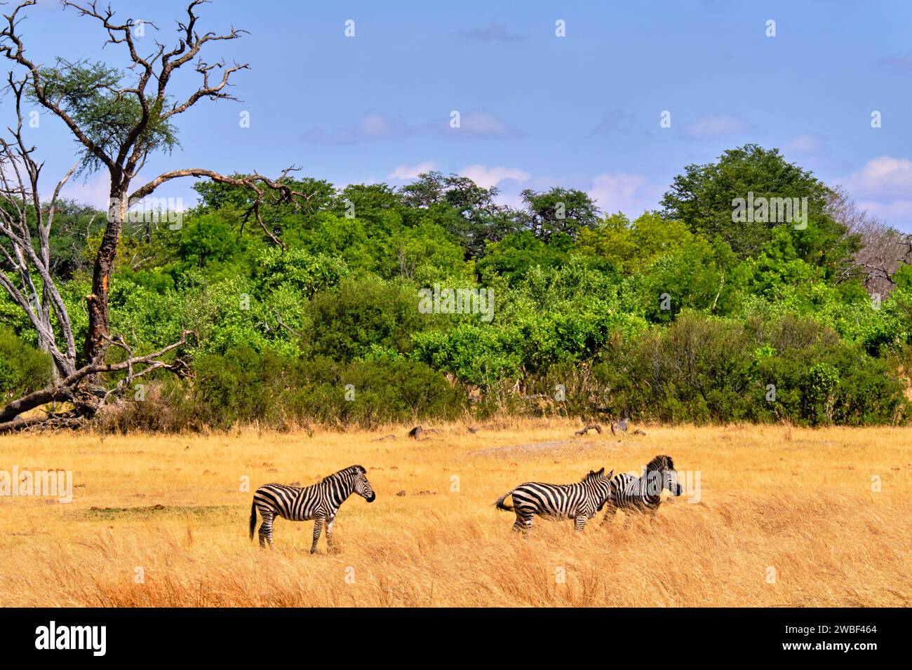 Zimbabwe, Matabeleland Nord, province, Parc national de Hwange, Zèbres (equus burchelli) Banque D'Images