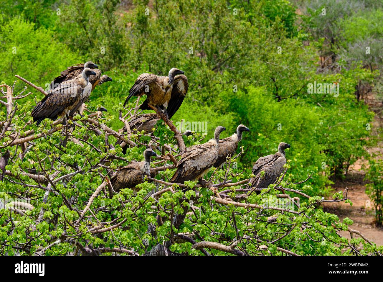 Zimbabwe, province du Matabeleland Nord, chutes Victoria, Parc national du Zambèze, alimentation des vautours Banque D'Images