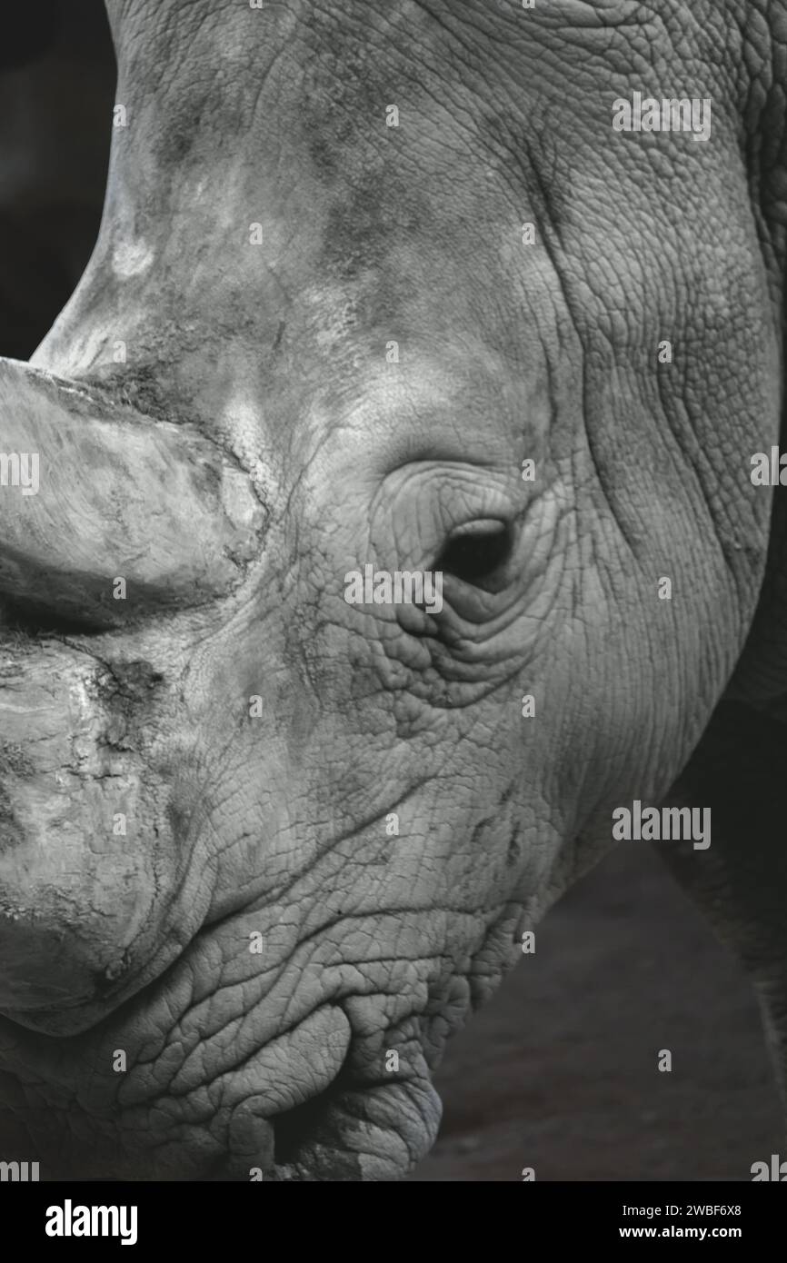 Gros plan noir et blanc d'un rhinocéros, centré sur les yeux et les plis cutanés, Allwetterzoo Muenster, Muenster, Rhénanie du Nord-Westphalie, Allemagne Banque D'Images