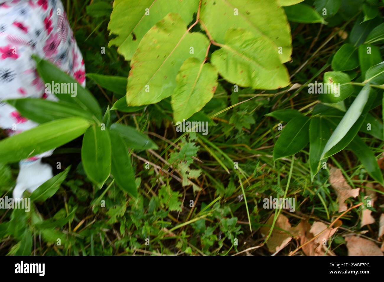 Un jeune enfant joyeux se tient à l'extérieur sur une parcelle d'herbe vert vif, tenant un parapluie ouvert de couleur arc-en-ciel au-dessus de leur tête Banque D'Images