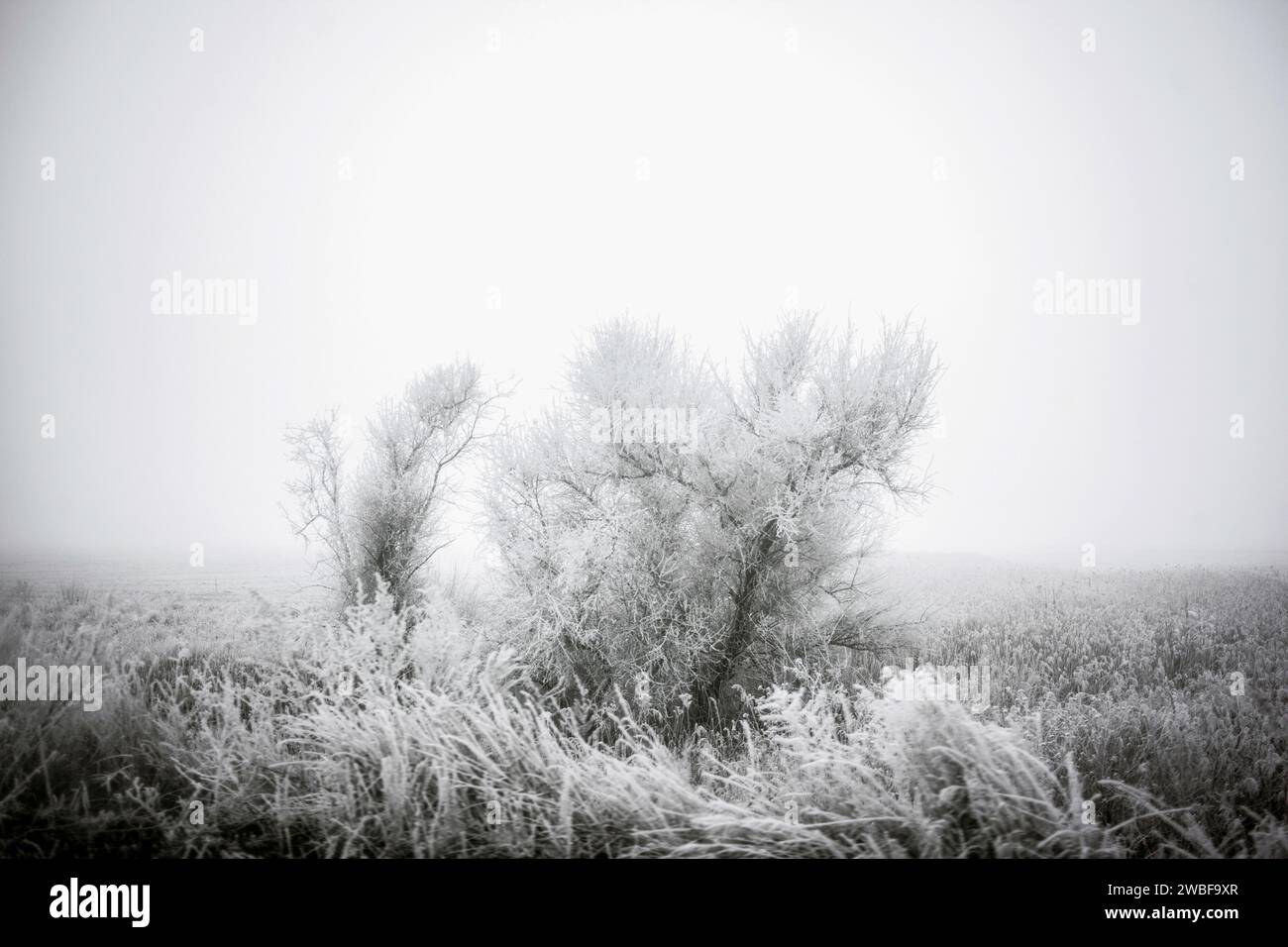 Arbre couvert de gel, paysage hivernal, avant près de Debaltseve, Donbas, Ukraine Banque D'Images
