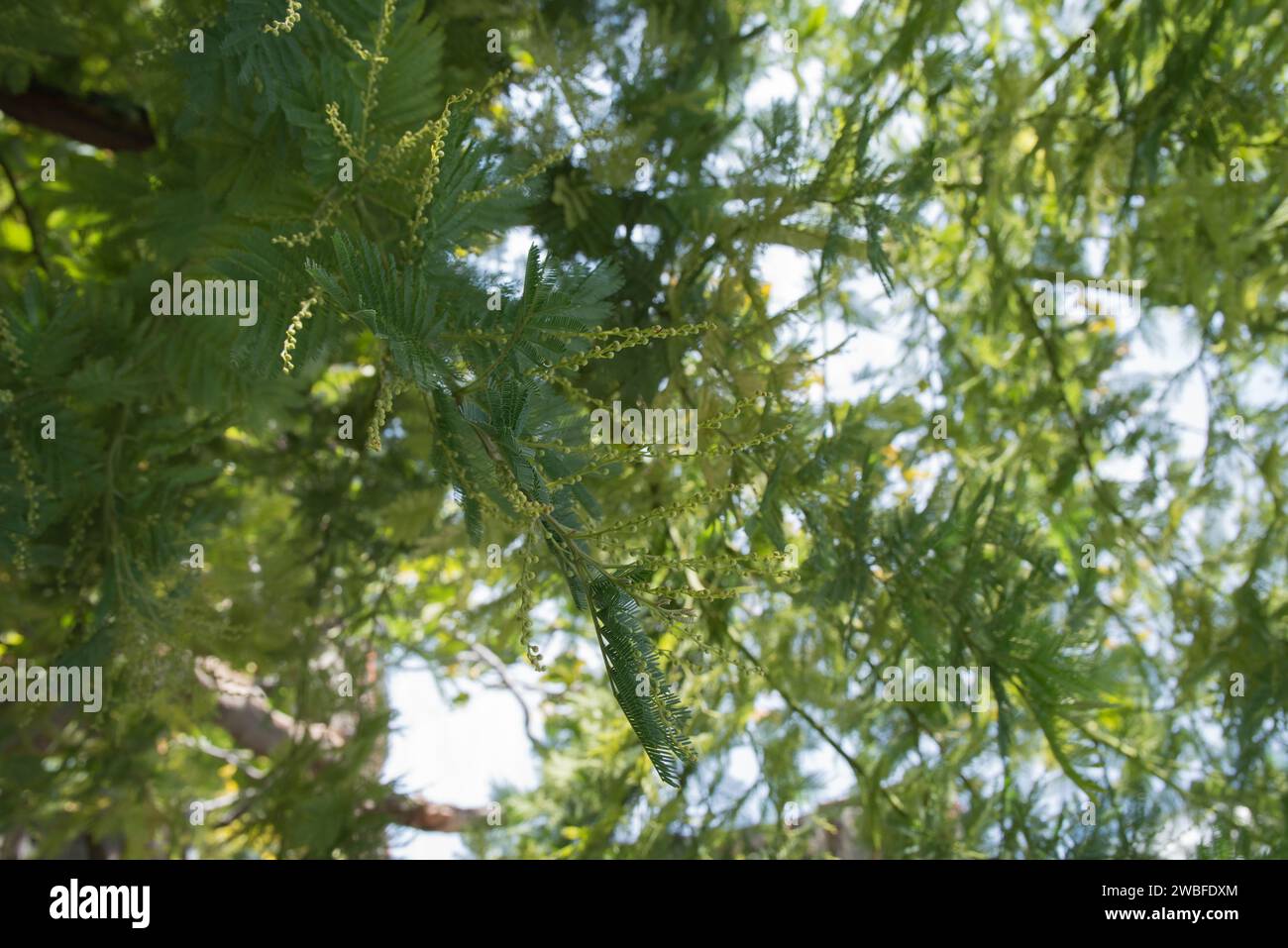 Arbre Mimosa en hiver, avant la floraison. Mimosa est un arbre tropical ou un buisson avec des fleurs jaunes. Madrid, Espagne Banque D'Images