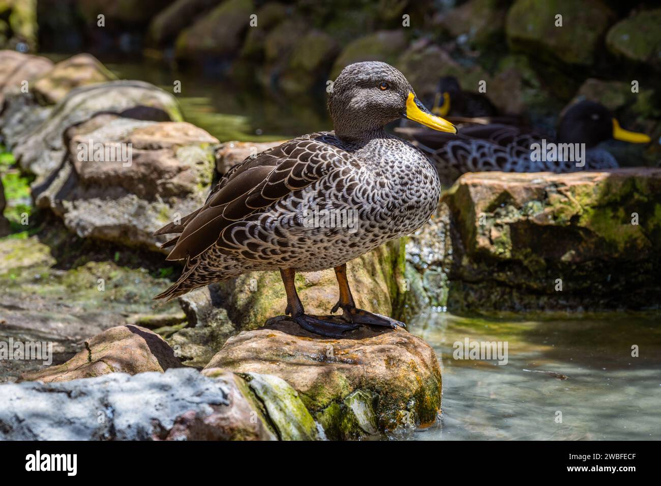 Canard mâle à bec jaune Banque D'Images