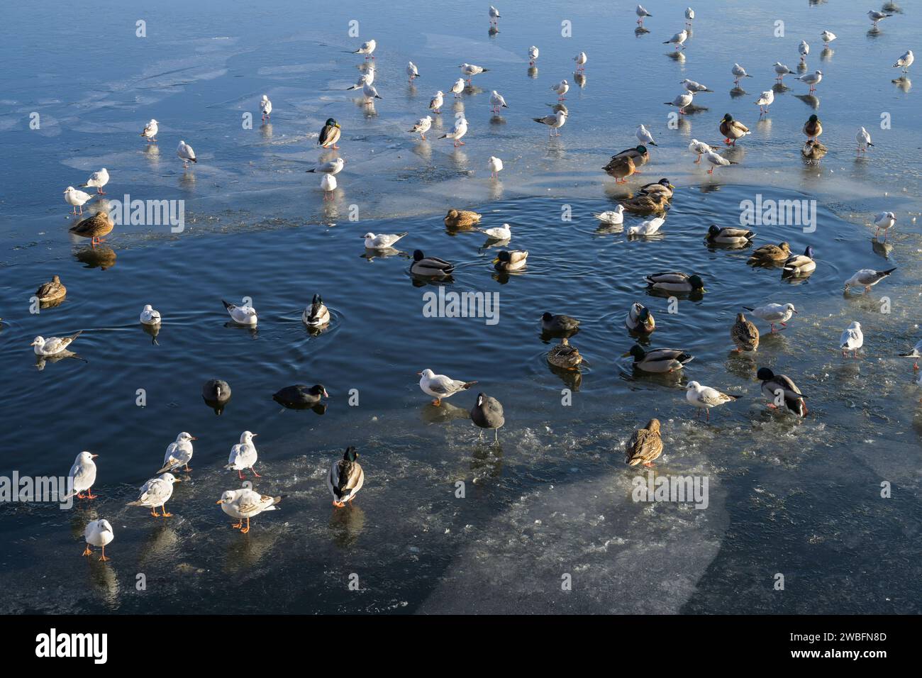 Möwen, Schwäne, Blässhühner, Stockenten, hiver, EIS, Havel, Eiswerder, Hakenfelde, Spandau, Berlin, Deutschland *** goélands, cygnes, colverts, hiver, glace, Havel, Eiswerder, Hakenfelde, Spandau, Berlin, Allemagne Banque D'Images