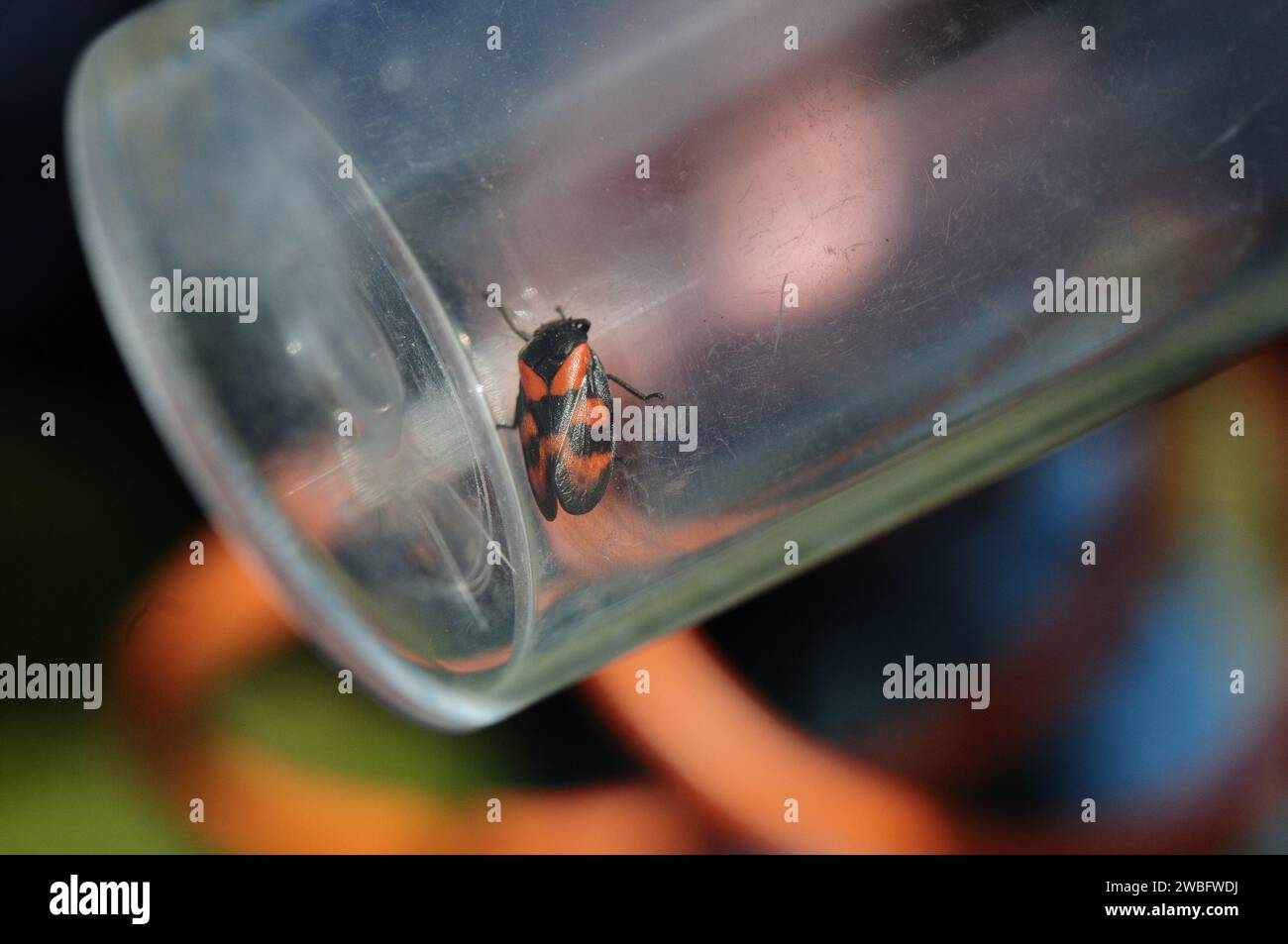 Panache-glace rouge et noir (Cercopis Vulata) Banque D'Images