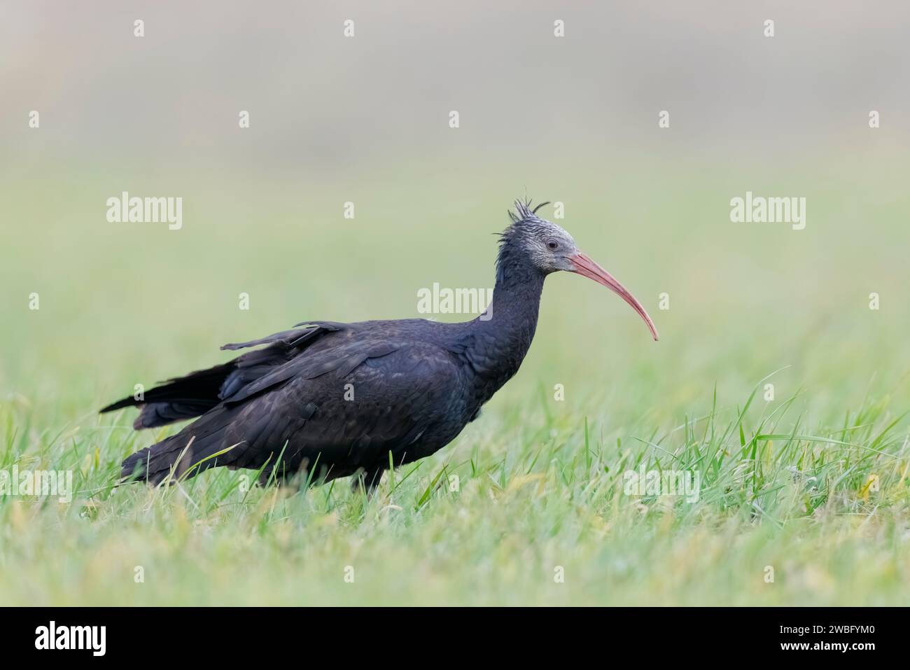 Femelle très rare et vulnérable Ibis chauve du Nord, Geronticus eremita, Carlotta, se nourrissant en Hesse/Allemagne Banque D'Images