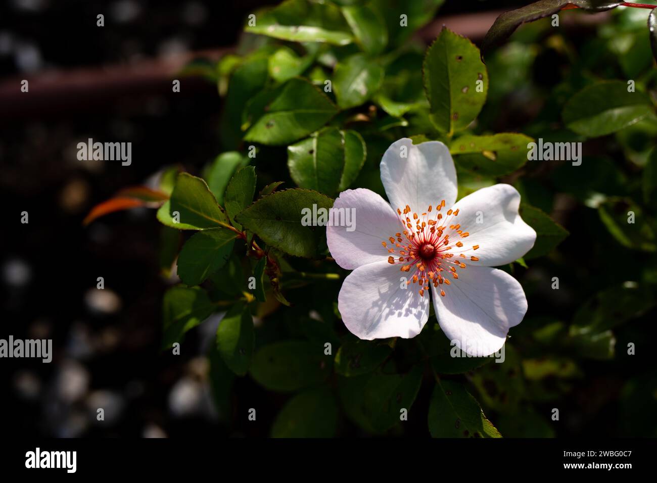 fiore dans natura Banque D'Images