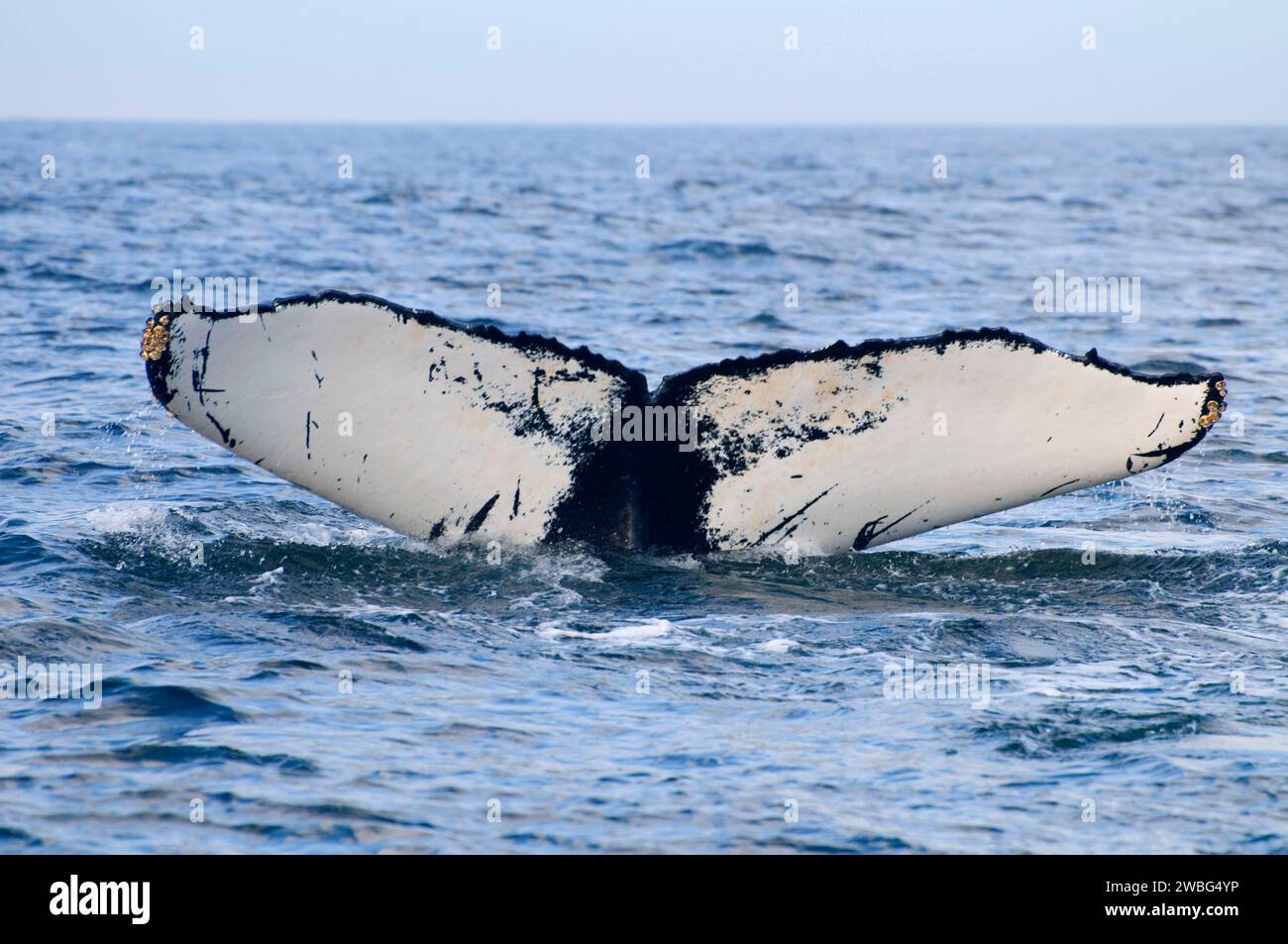 Rorqual à bosse, Stellwagon Bank National Marine Sanctuary, Massachusetts Banque D'Images