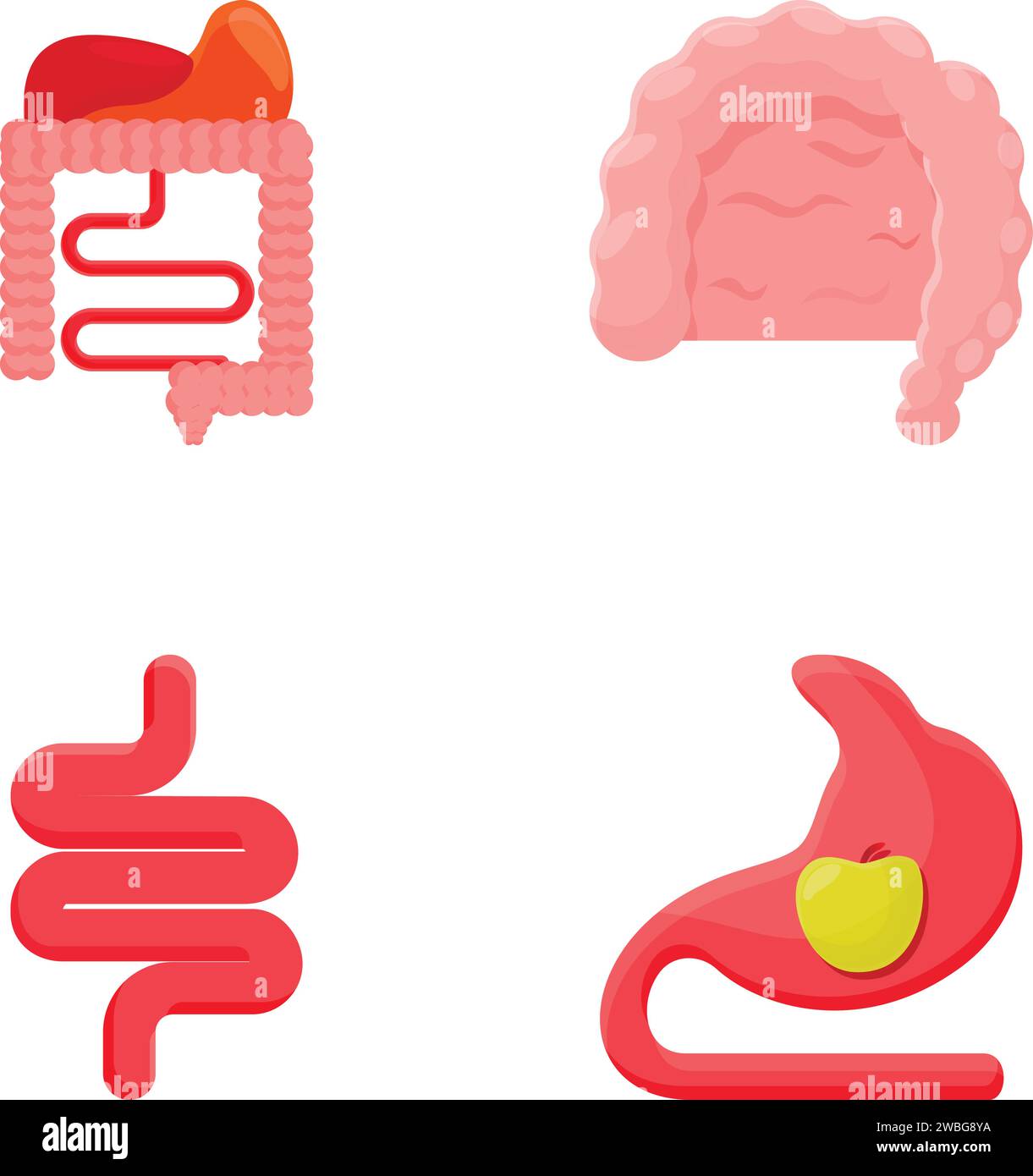 Icônes de concept de digestion définir vecteur de dessin animé. Anatomie du système digestif humain. Concept médical Illustration de Vecteur