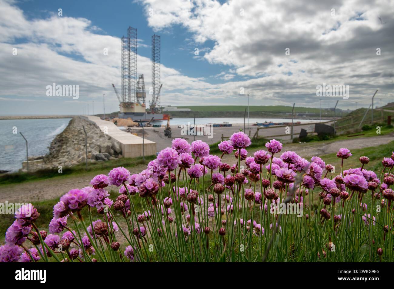 Sea Thrift, (Armeria maritima) port sud d'Aberdeen, Aberdeen, Écosse, Royaume-Uni Banque D'Images