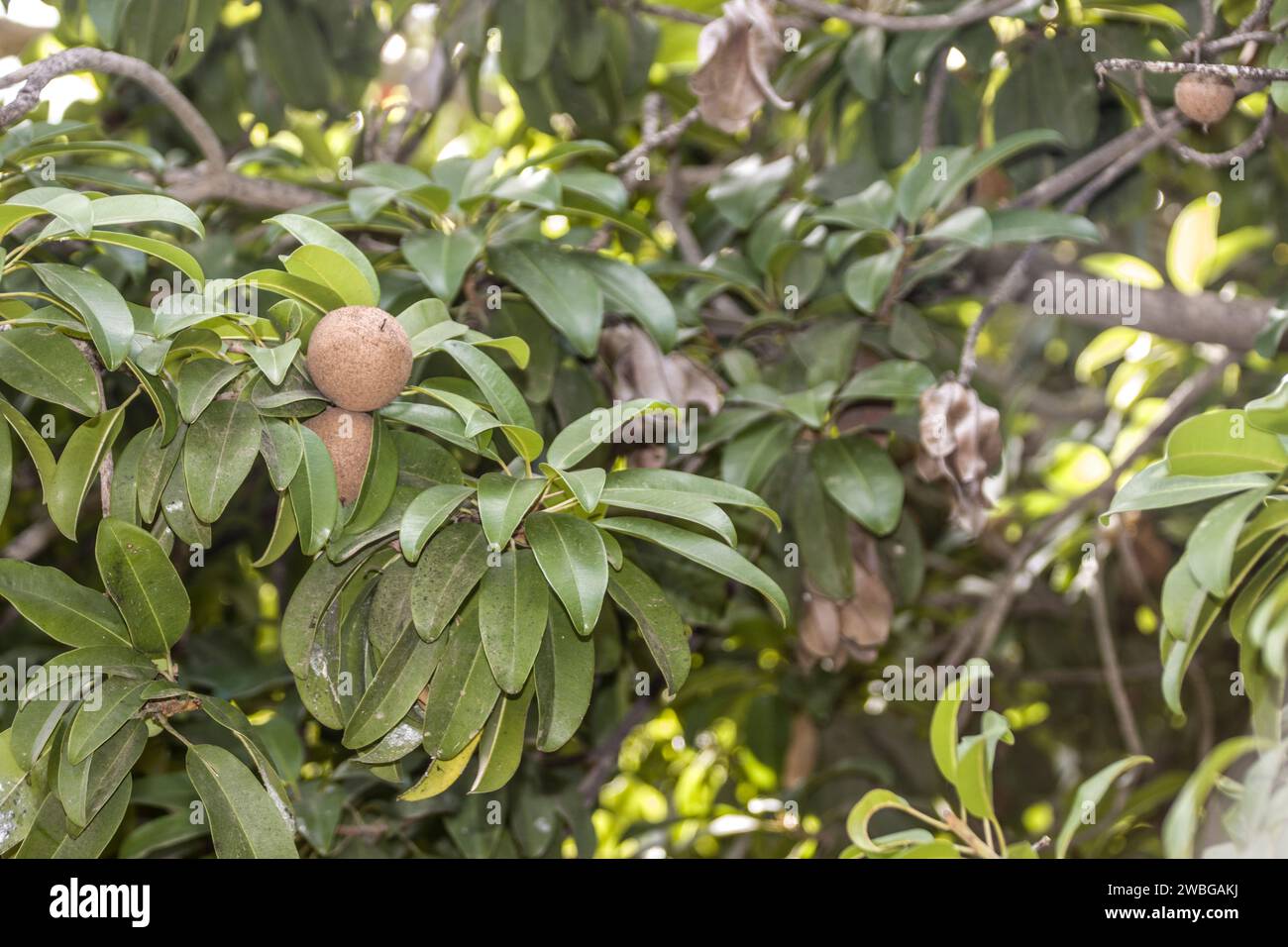 Breiapfelbaum (Manilkara zapota), auch Sapote - Früchte am Baum, Maspalomas, Gran Canaria, Espagne Banque D'Images