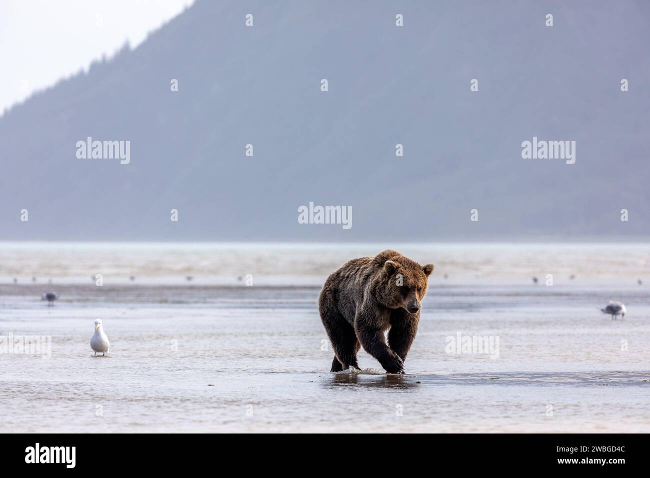 Ours grizzli, Ursus arctos horribilis, se nourrissant dans des plaines de marée Banque D'Images