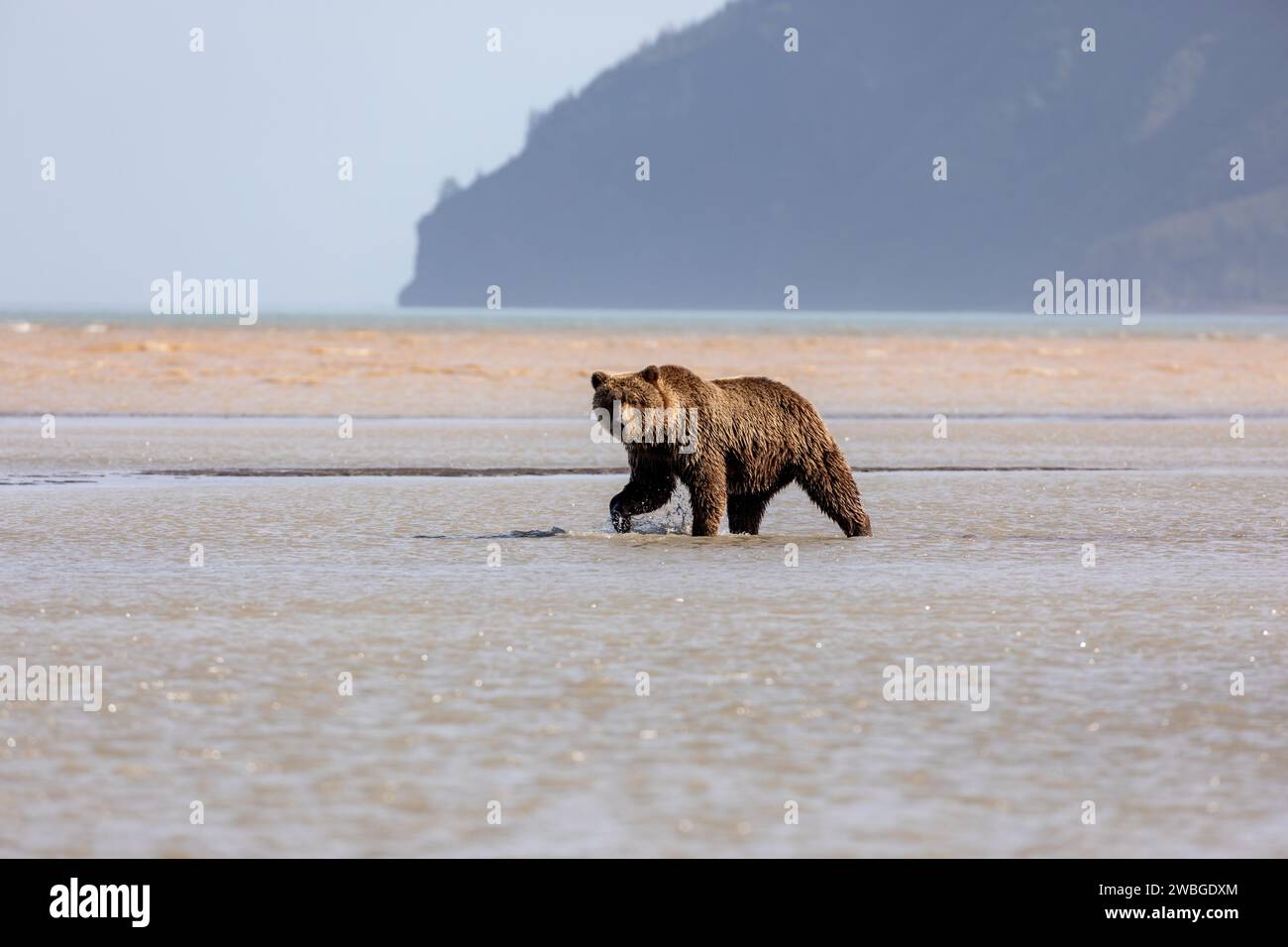 Ours grizzli, Ursus arctos horribilis, recherche de palourdes et de saumon dans les plaines de marée Banque D'Images