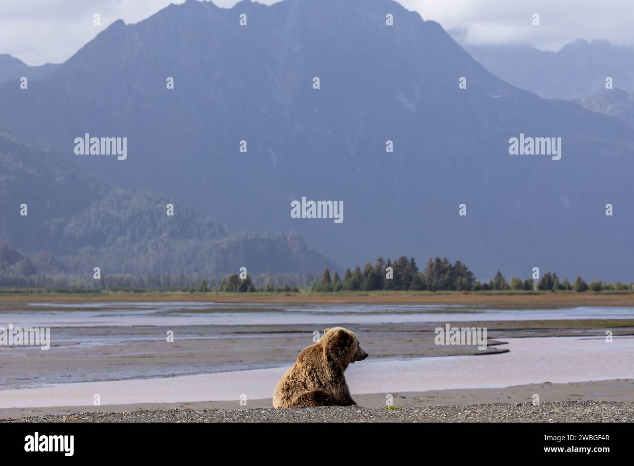 Ours grizzli, Ursus arctos horribilis, assis sur la rive de la rivière au-dessous de la chaîne de montagnes dans la réserve nationale du lac Clark, Alaska Banque D'Images
