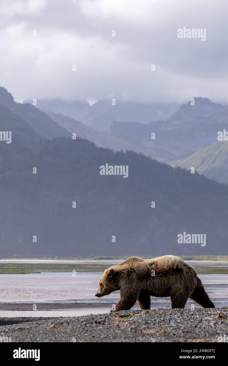 Ours grizzli blonde, Ursus arctos horribilis, se nourrissant le long d'une rivière dans une vallée montagneuse de Lake Clark National Preserve Alaska. Banque D'Images