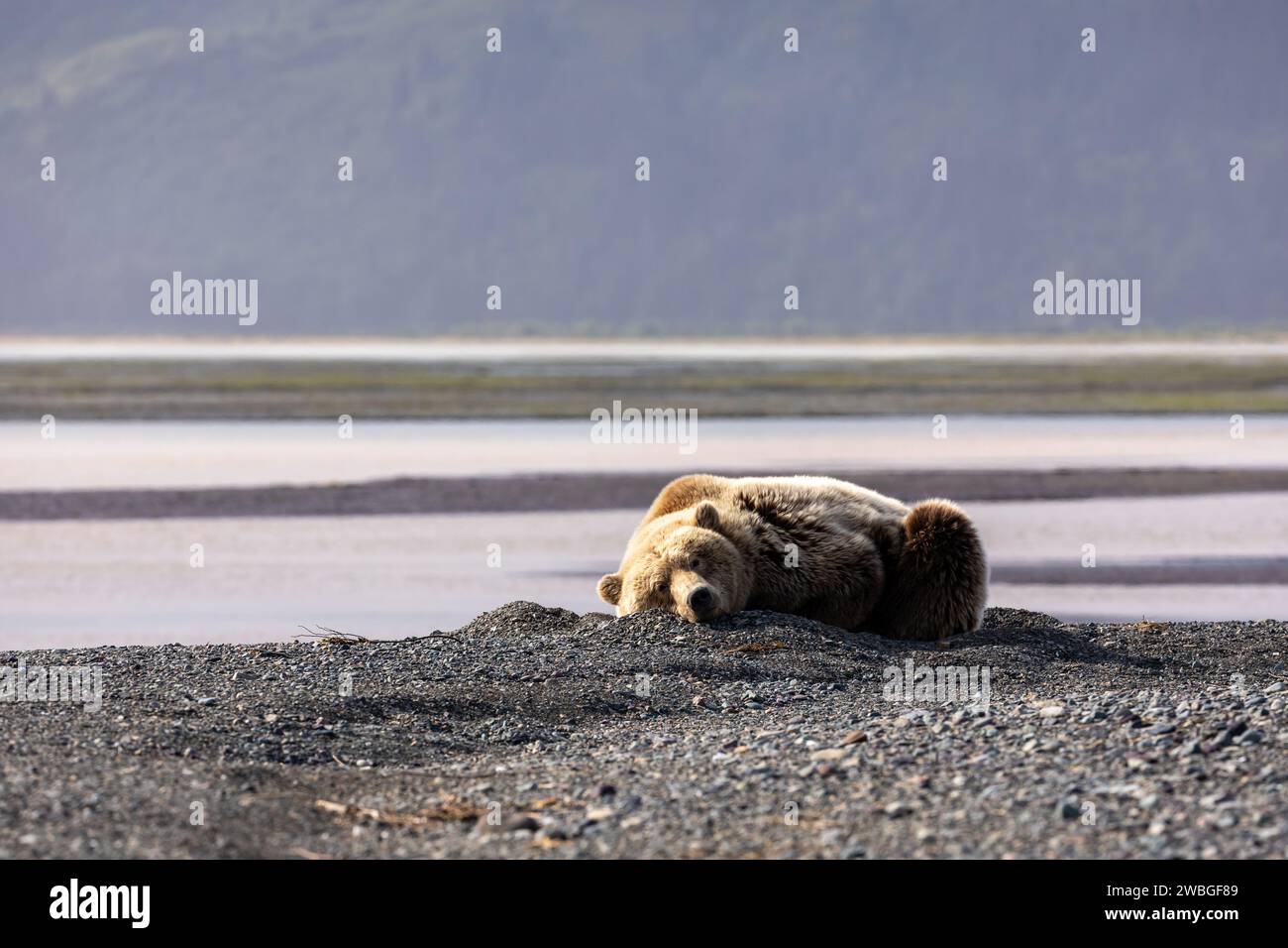 Ours grizzli adulte, Ursus arctos horribilis, reposant au soleil le long des rives sablonneuses noires d'une rivière Banque D'Images