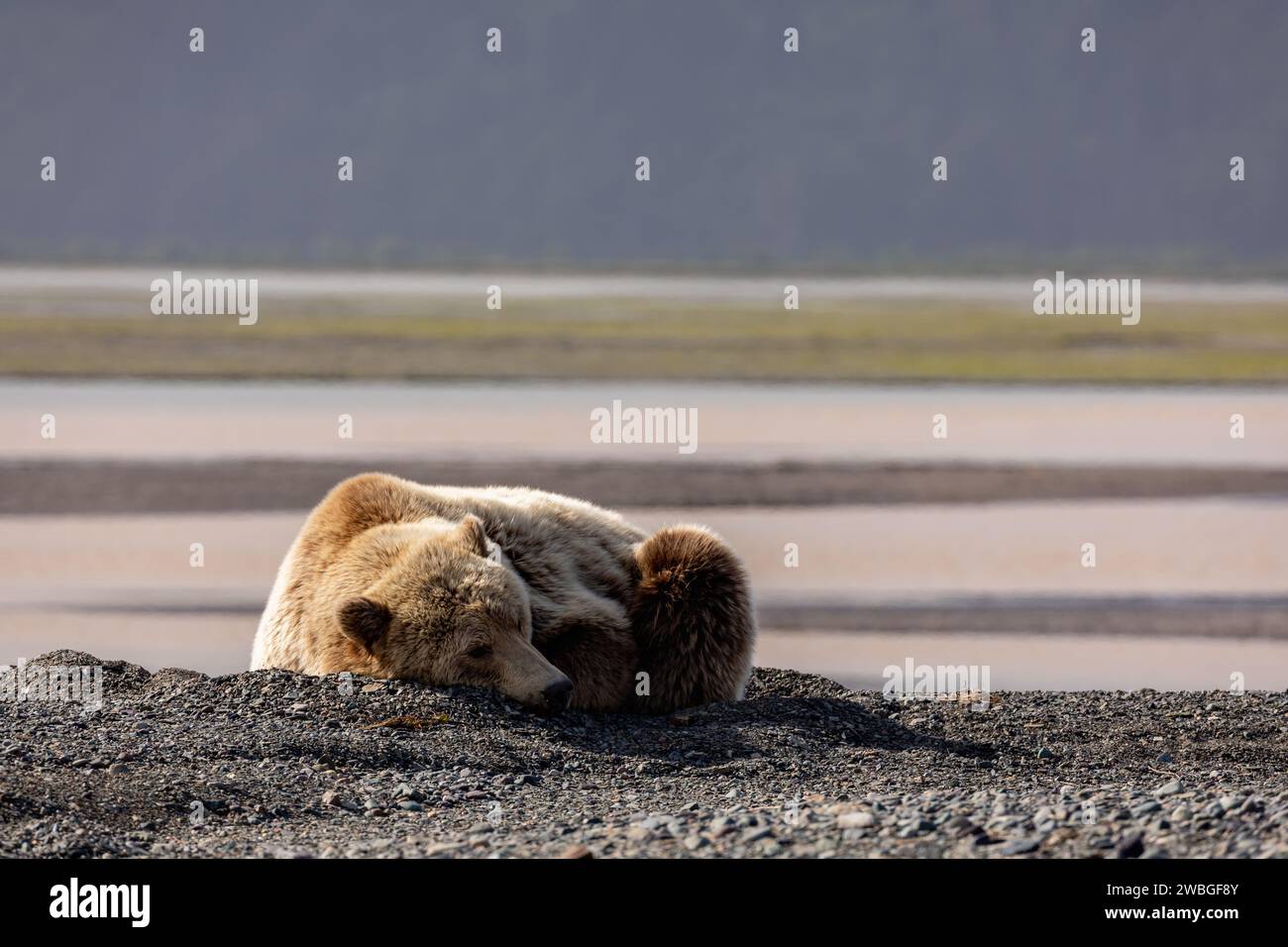 Gros plan d'un grizzli adulte, Ursus arctos horribilis, dormant sur les rives sablonneuses d'une rivière dans la réserve nationale du lac Clark. Banque D'Images
