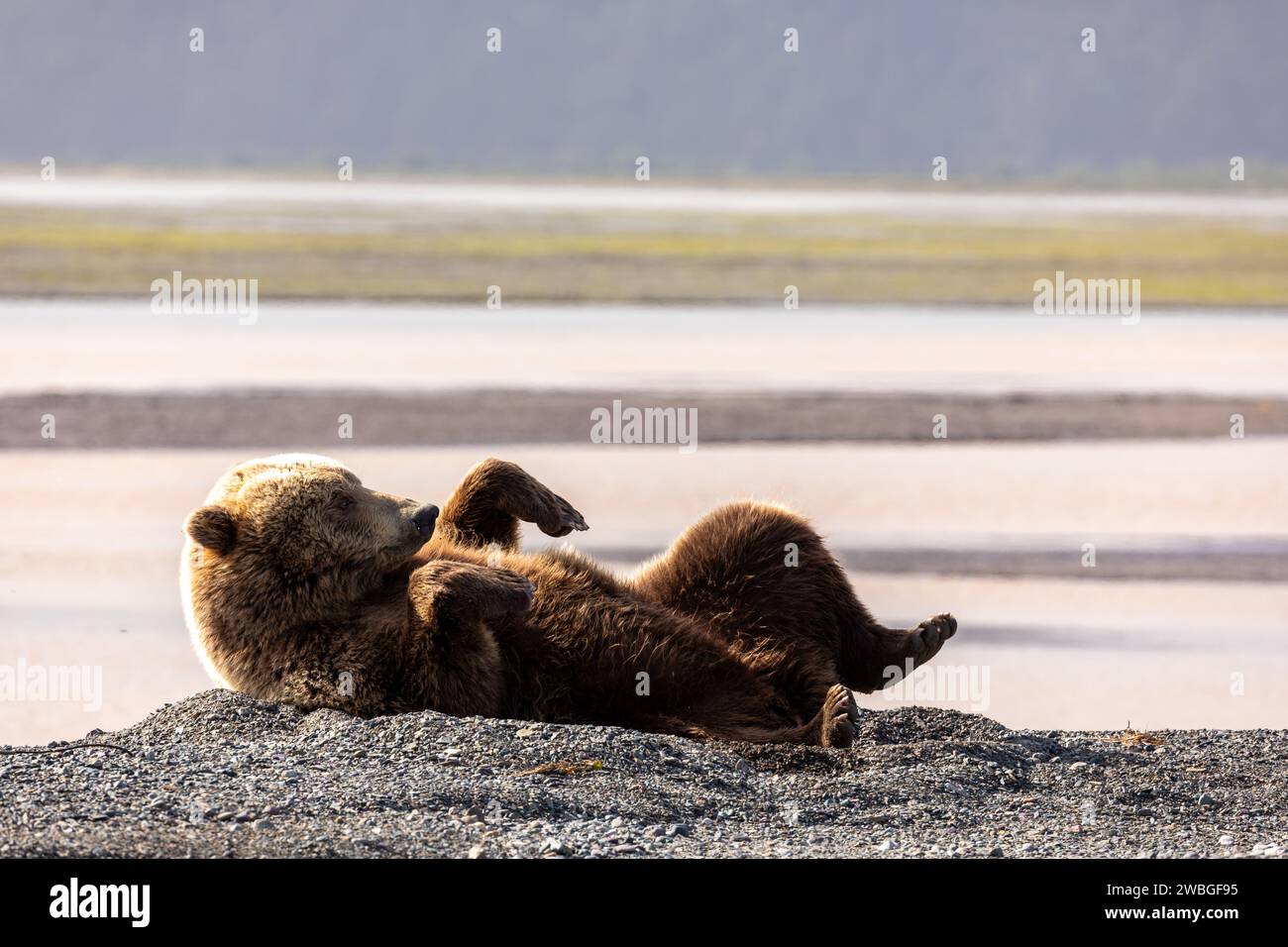 Ours grizzli adulte, Ursus arctos horribilis, bluffant sur la plage de sable noir de Chinitna Bay Alaska Banque D'Images