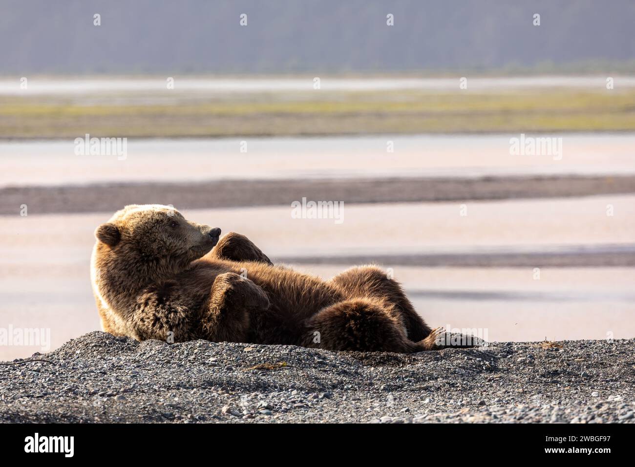 L'ours grizzli adulte, Ursus arctos horribilis, s'incline sur la plage de sable noir de Chinitna Bay Alaska Banque D'Images