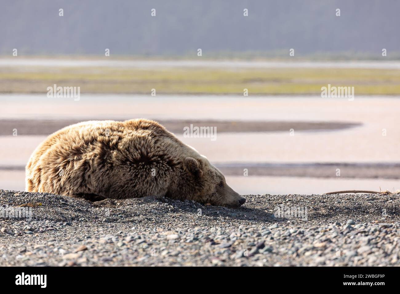 Gros plan d'un grizzli adulte, Ursus arctos horribilis, reposant sur les rives sablonneuses d'une rivière dans la réserve nationale du lac Clark. Banque D'Images