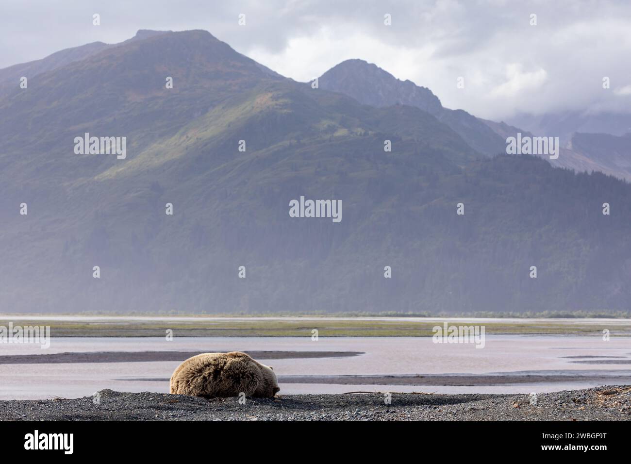 Ours grizzli adulte, Ursus arctos horribilis, recrossé dormant sur une plage de sable dans le parc national de Lake Clark. Banque D'Images