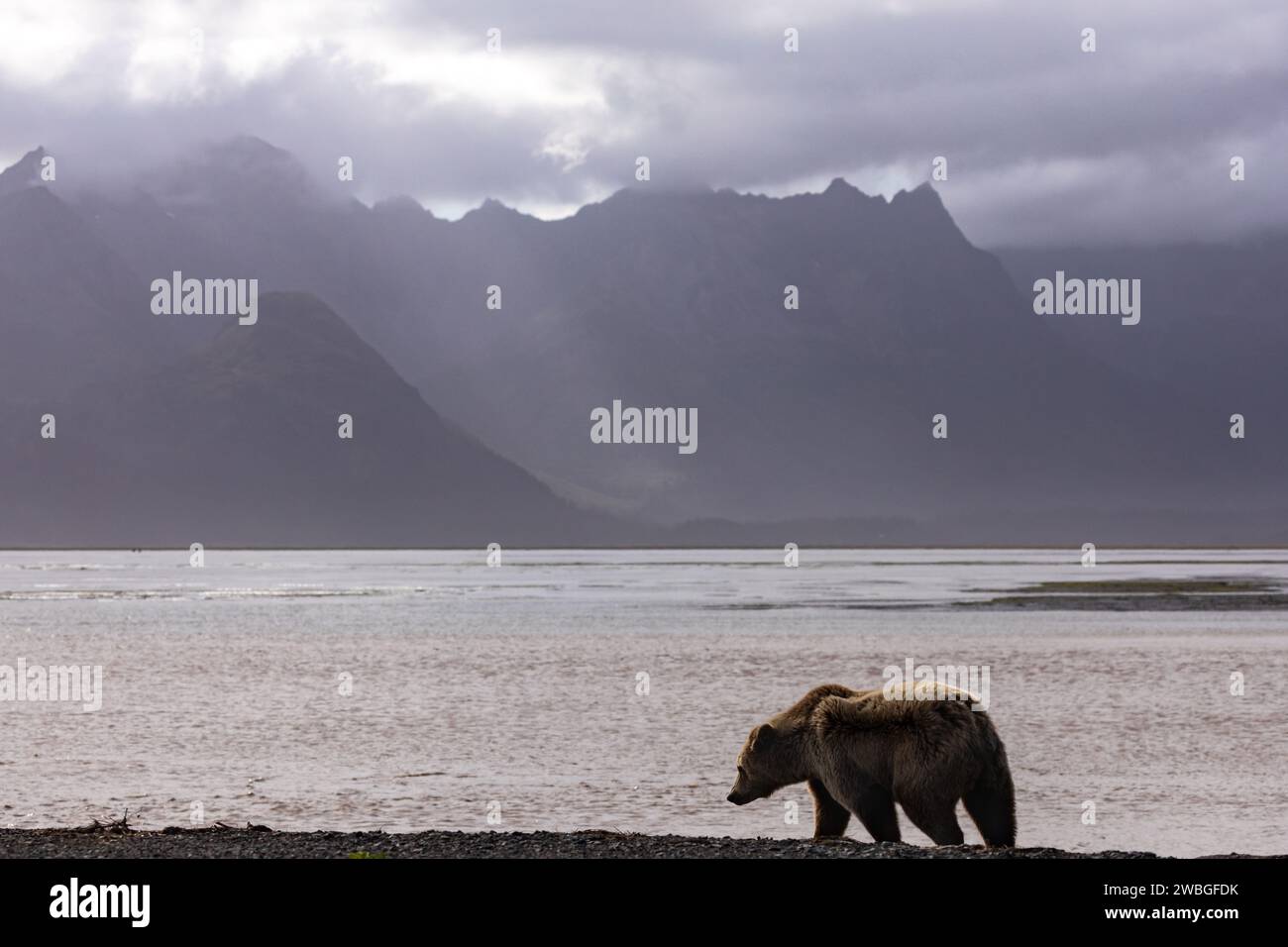 Ours grizzli adulte, Ursus arctos horribilis, forgissant le long de la rive de la baie de Chinitna Banque D'Images