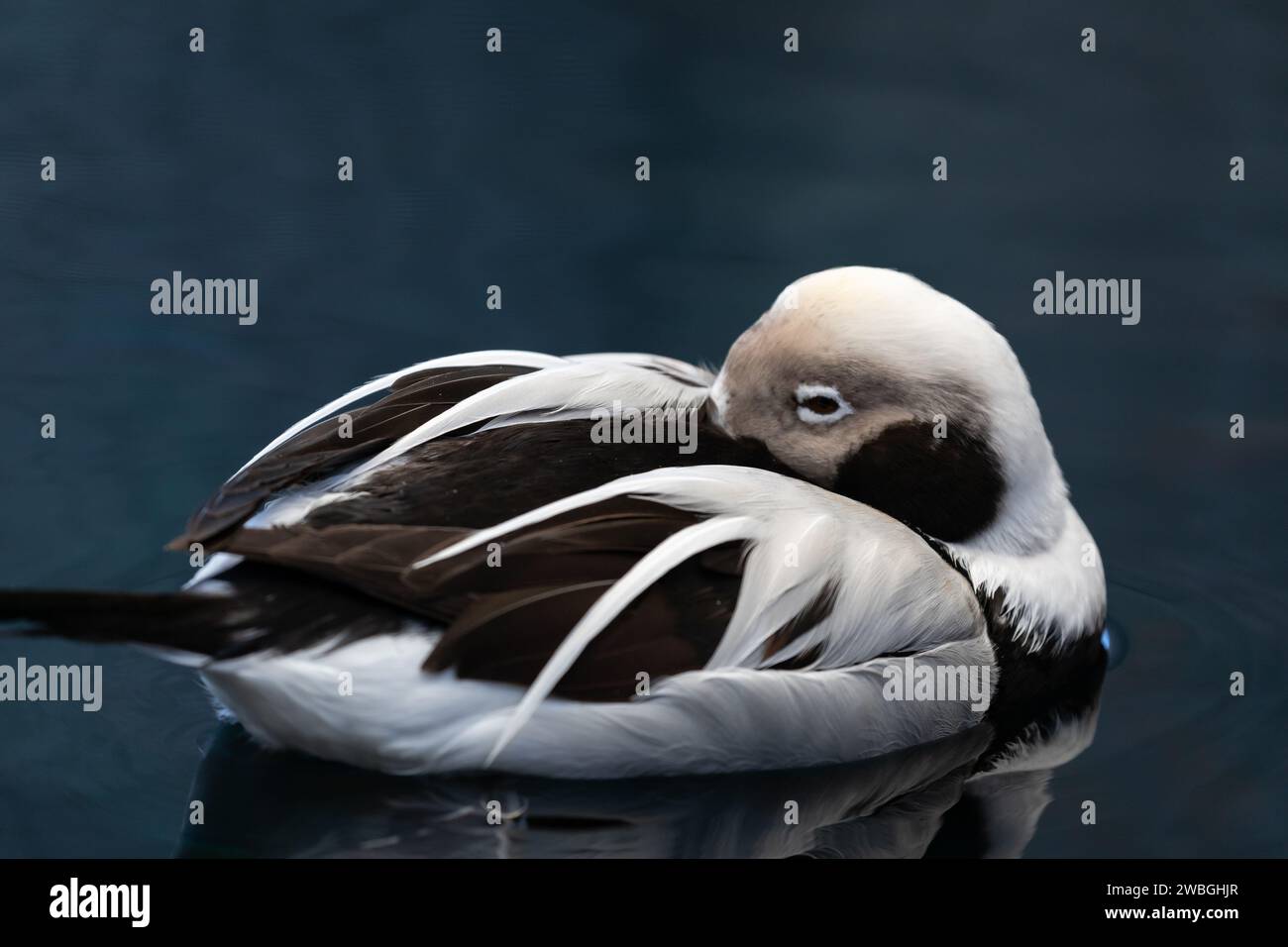 Canard à longue queue noir et blanc, Clangula hyemalis, dormant avec la tête repliée Banque D'Images