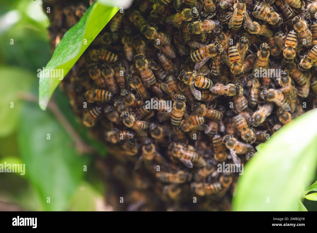 Ruche sauvage de colonie d'abeilles mellifères sur les branches d'arbres des espèces caribéennes Banque D'Images