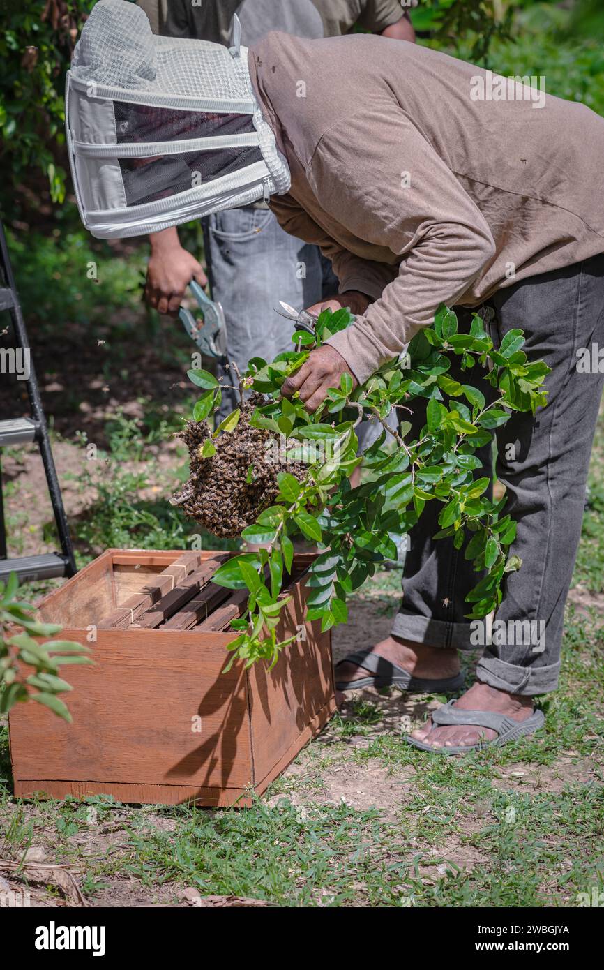 Apiculteur extrayant des abeilles sauvages transférant une branche d'arbre à une ruche artificielle Banque D'Images