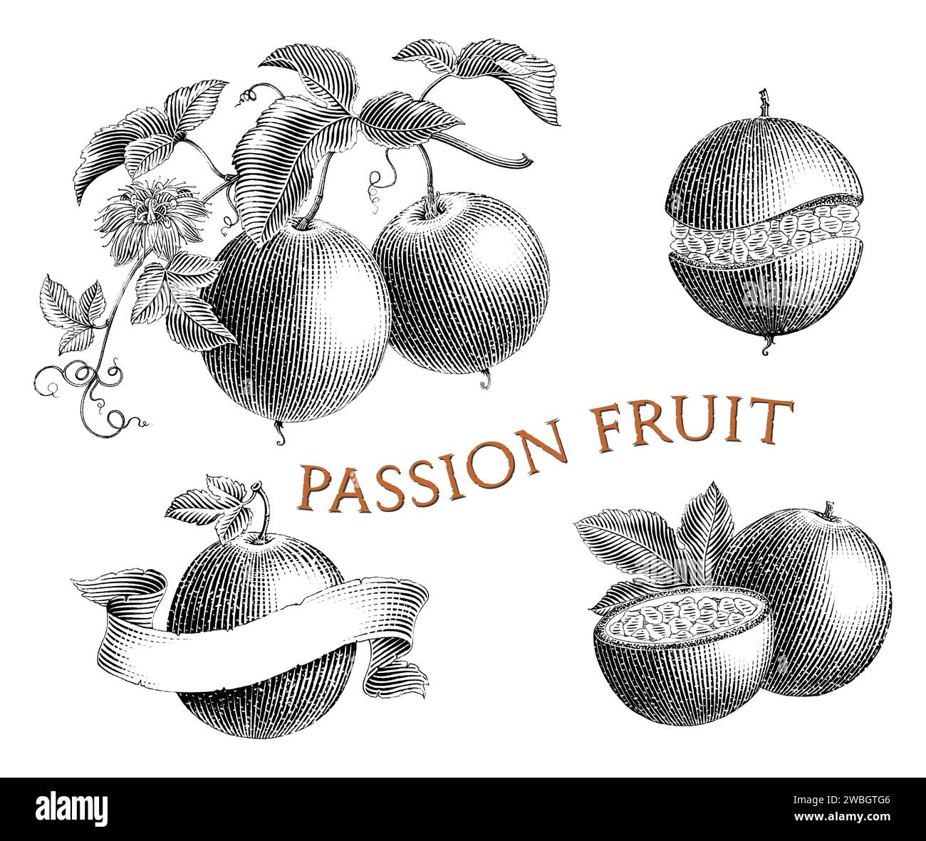 Fruit de la passion dessin à la main vintage gravure style noir et blanc clip art Illustration de Vecteur