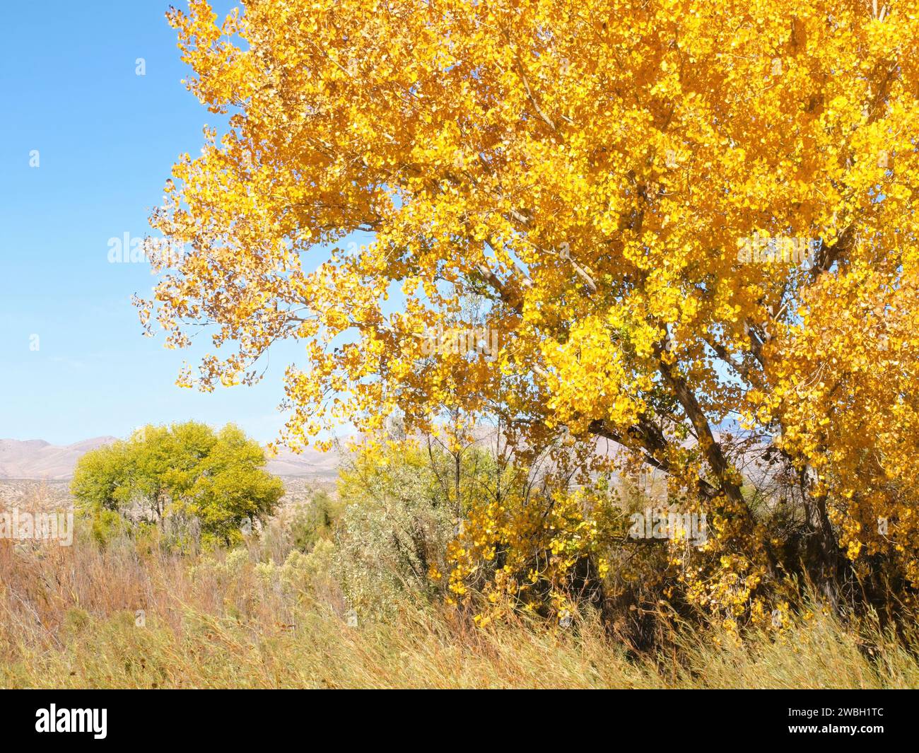 Couleur d'automne à Bosque Del Apache Wildlife Preserve, San Antonio, Nouveau-Mexique Banque D'Images