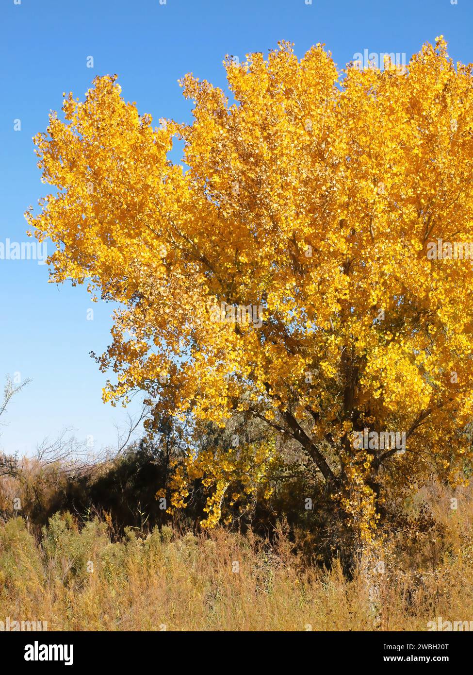 Arbre d'automne du comté de Socorro, Nouveau-Mexique Banque D'Images