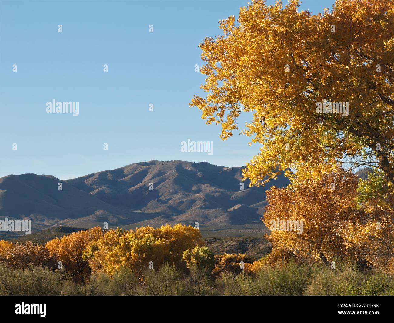 Arbres d'automne et montagnes San Mateo , comté de Socorro, Nouveau-Mexique Banque D'Images