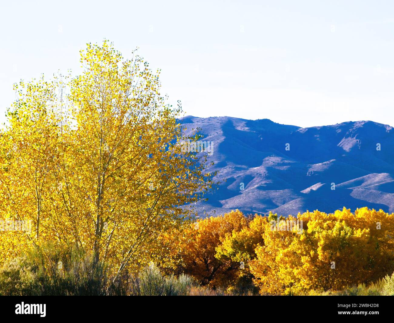 Arbres d'automne du Nouveau-Mexique et lointaines montagnes San Mateo Banque D'Images