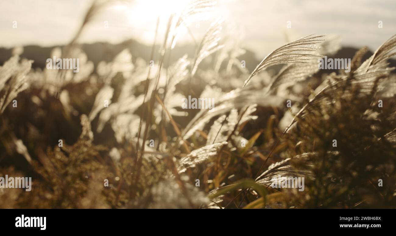 Roseau plante, nature et paysage avec soleil, gros plan des mauvaises herbes et de la brise, fond naturel et environnement. Lentille FLARE, lac ou rive avec Banque D'Images