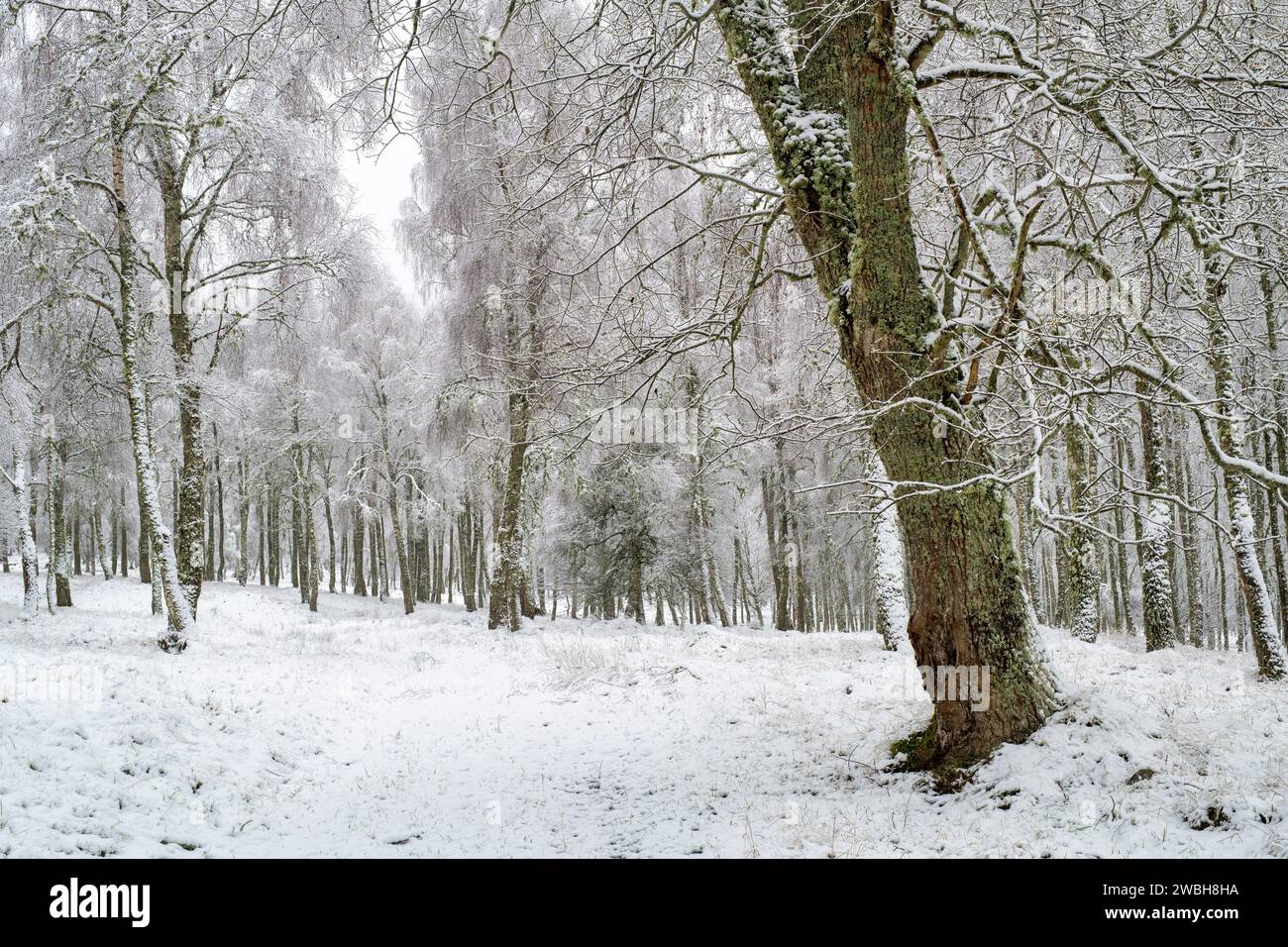 Bouleau couvert de gel et de neige dans la campagne écossaise. Grantown sur Spey, Highlands, Écosse Banque D'Images